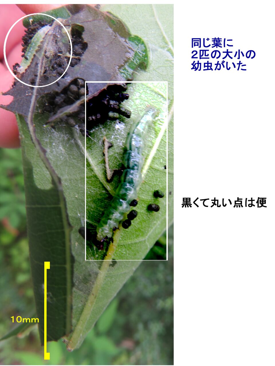 瞬 旬の風 ワタノメイガ 別名 ハマキムシ 葉巻虫 山川草木 動物 歳時記