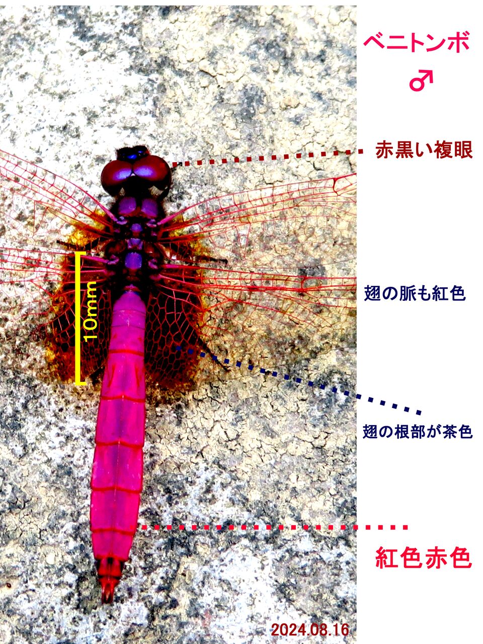 【外国産トンボ標本】大型赤色ヤンマ/南タンザニア.ンジョンベ産/117mm 外国産トンボ標本】大型赤色ヤンマ/南タンザニア.ンジョンベ産