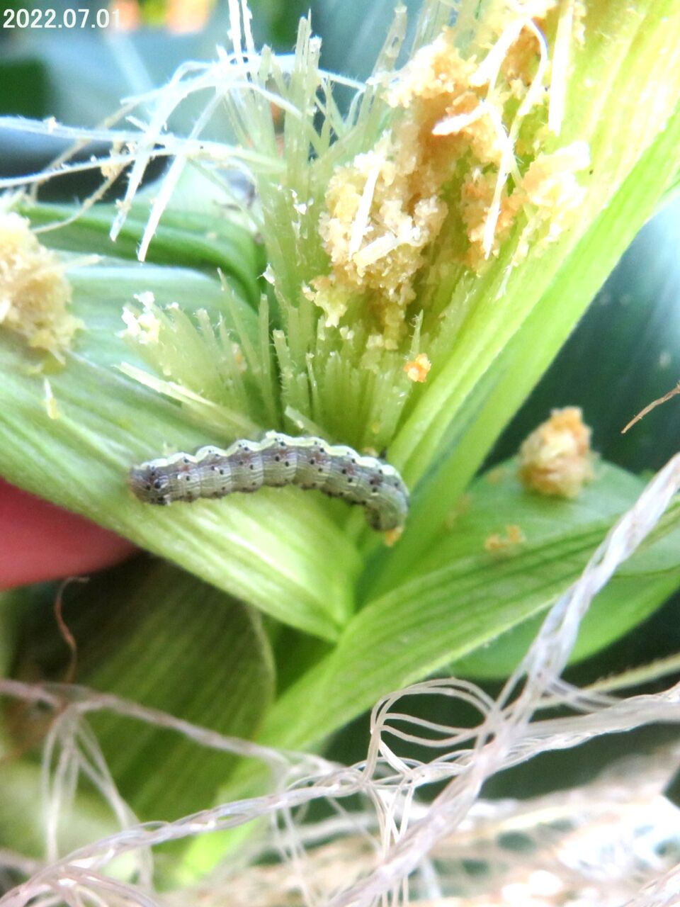 新・動植物歳時記 712IgcIKv-L._UF350,350_QL50_.jpg