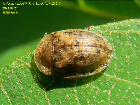 d62a8c64-s.jpg