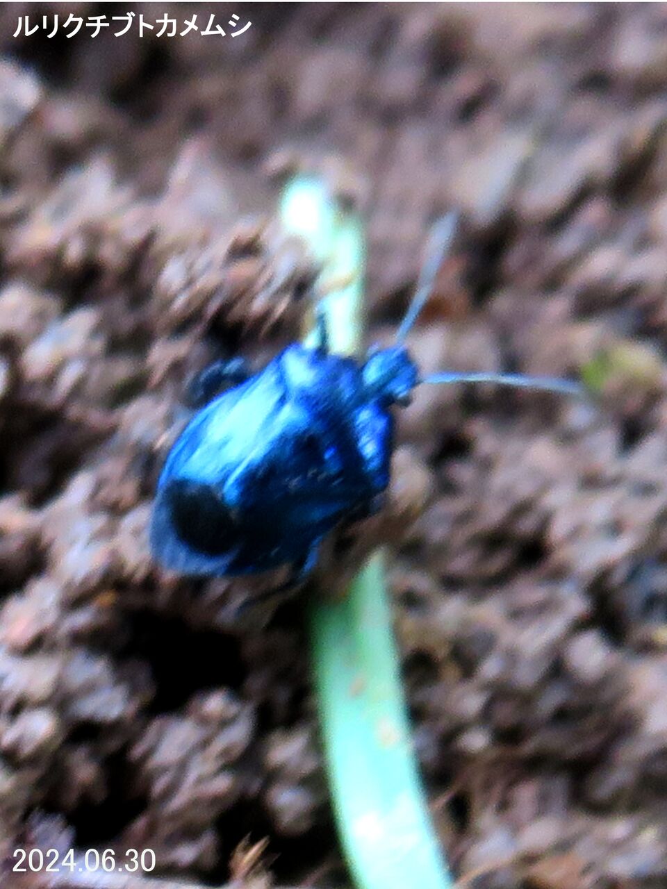 ≪新・旬の風 1089≫ ルリクチブトカメムシ : 山川草木・動物 歳時記 Ⅱ