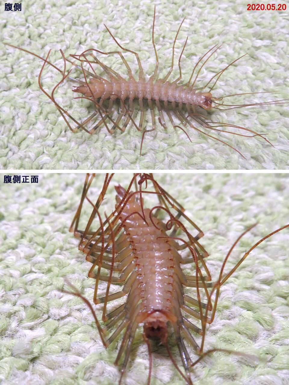 瞬 旬の風 43 オオゲジ 山川草木 動物 歳時記