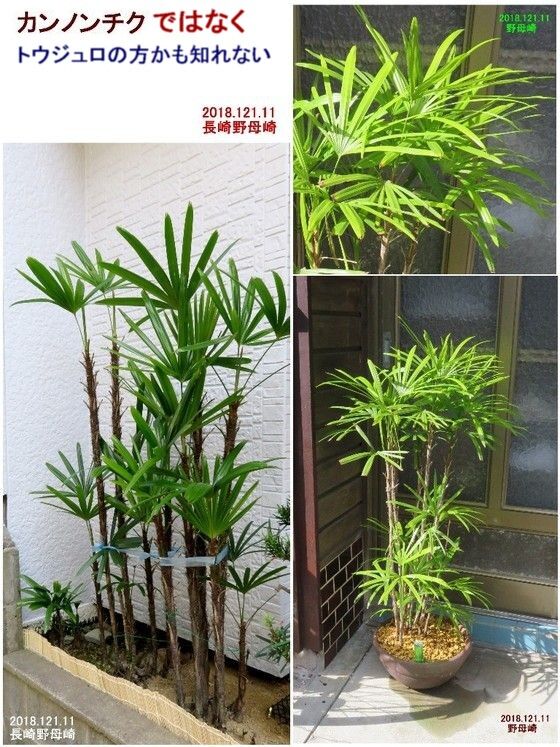 緑花ガイド｜川口緑化センター 樹里安 道の駅「川口・あんぎょう」