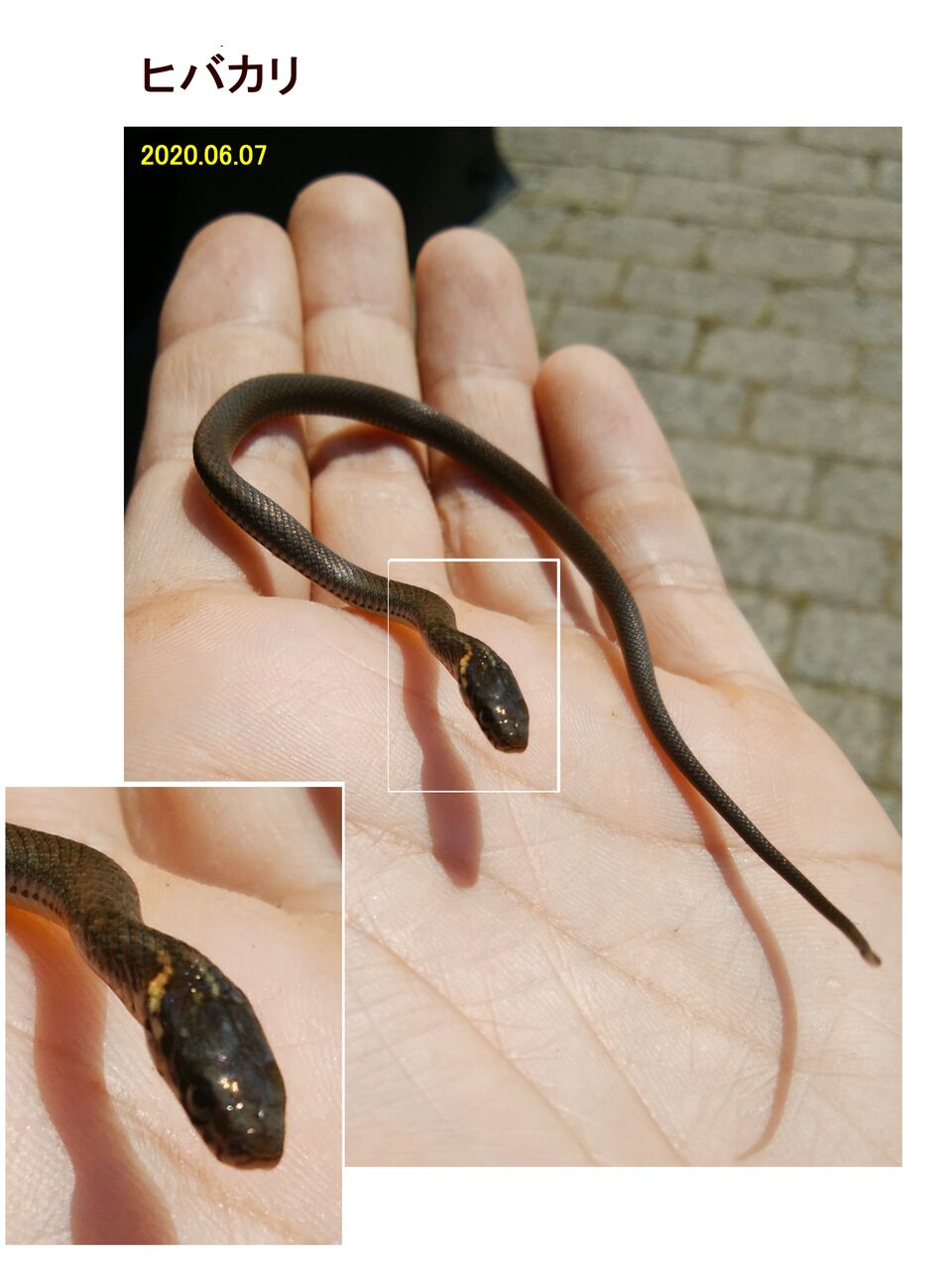瞬 旬の風 60 ヒバカリ 山川草木 動物 歳時記