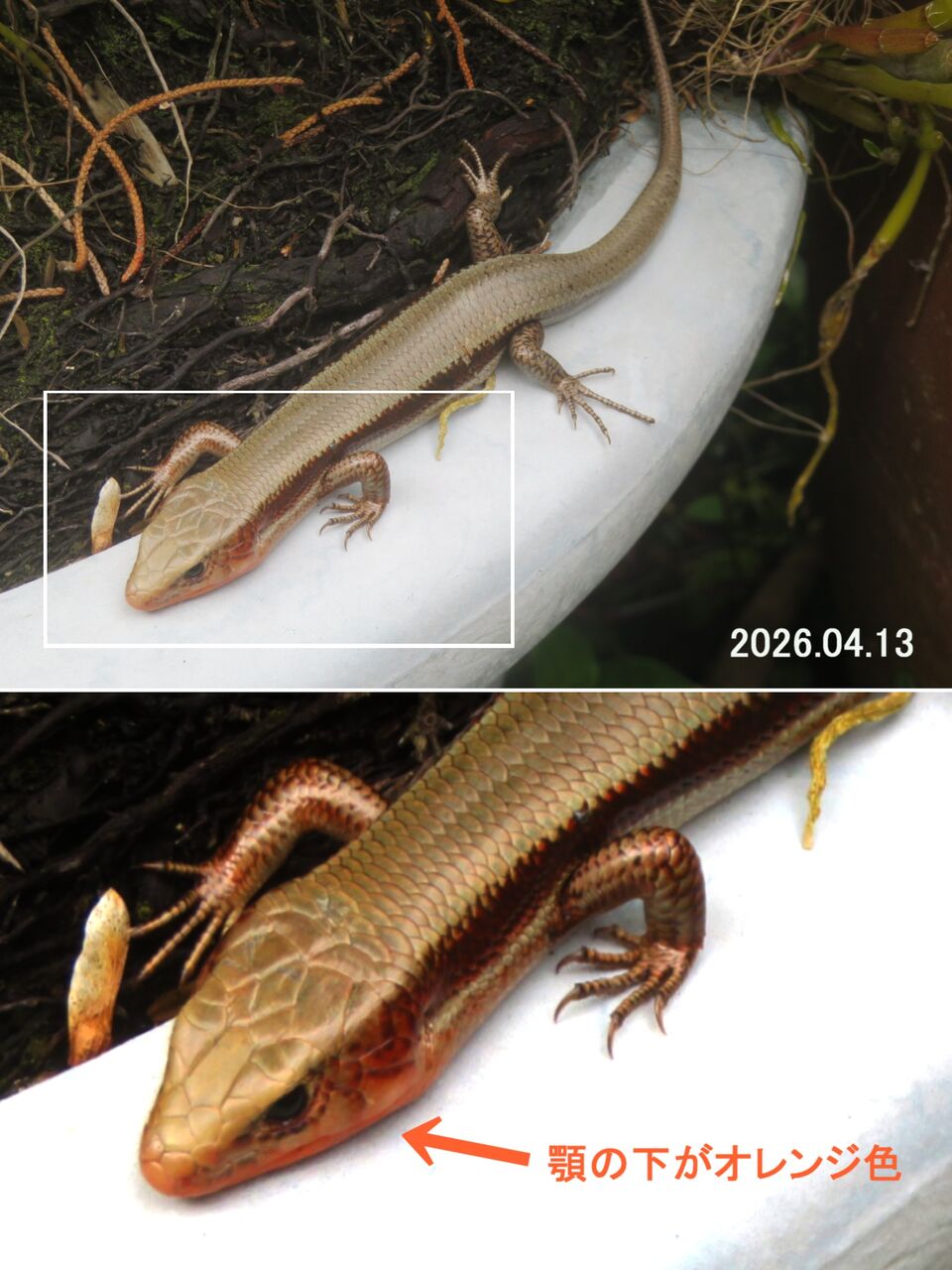 ≪新・旬の風 1409≫ ニホントカゲ Ⅱ（成体・雄） : 山川草木・動物
