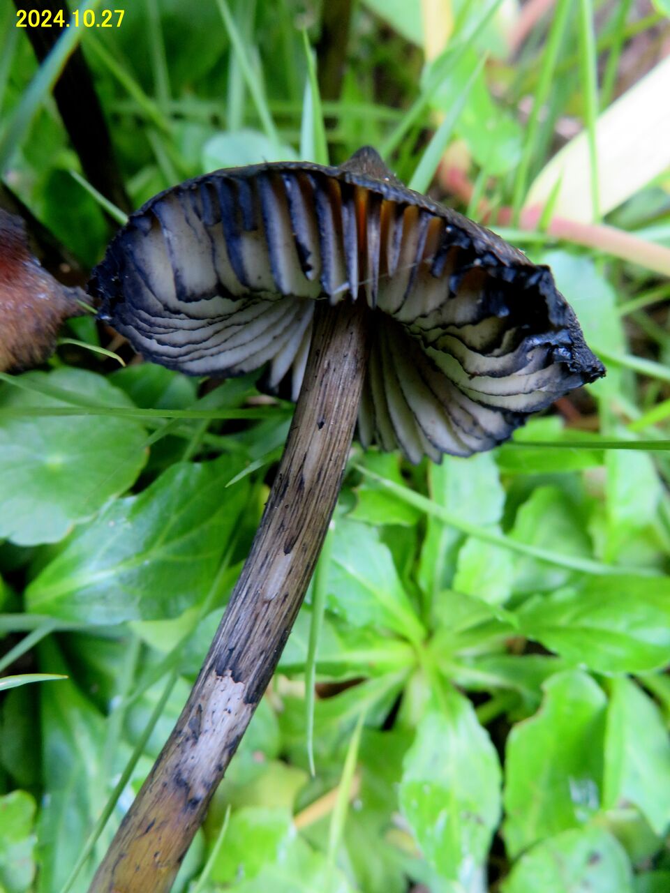 5961) 名前不明の黒いキノコ (オオヒメノカサの近縁種？） : 山川草木