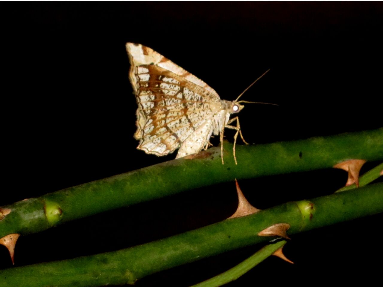 ≪新・旬の風 966≫ 夜の蝶？・・ウスキオエダシャク : 山川草木・動物