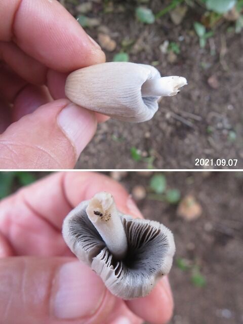 5387) キララタケ : 山川草木・動物 歳時記 Ⅱ 5387) キララタケ : 山川草木・動物 歳時記 Ⅱ
