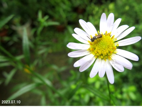 ≪新・旬の風 924≫ ツグロムカシハナバチ(?) : 山川草木・動物 歳時記 Ⅱ