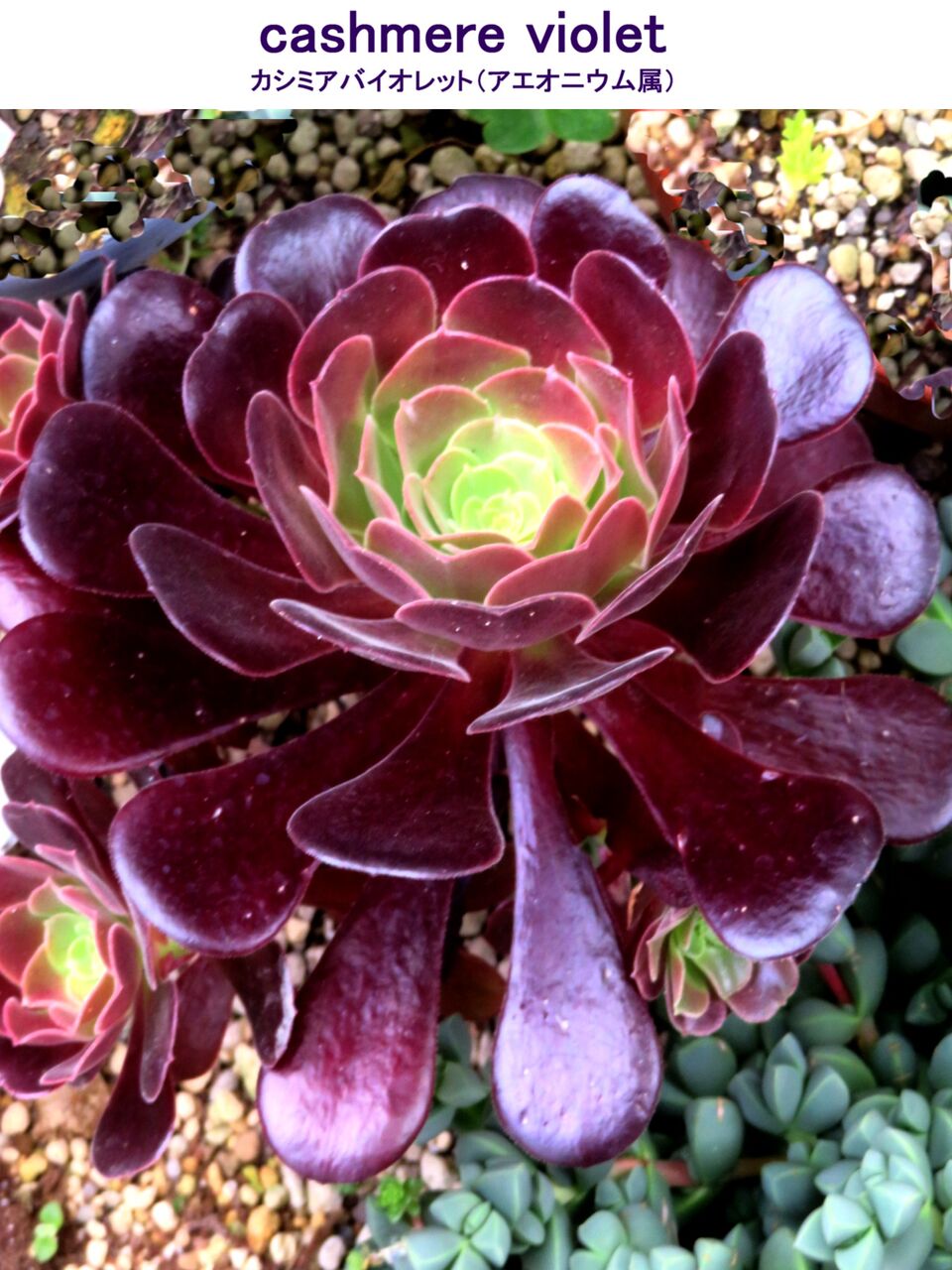 5560) カシミアバイオレット（アエオニウム属） : 山川草木・動物