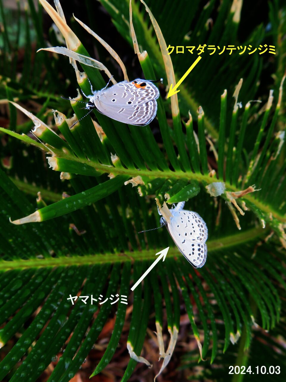 ≪新・旬の風 1142≫ クロマダラソテツシジミ（♂・オス） Ⅳ : 山川