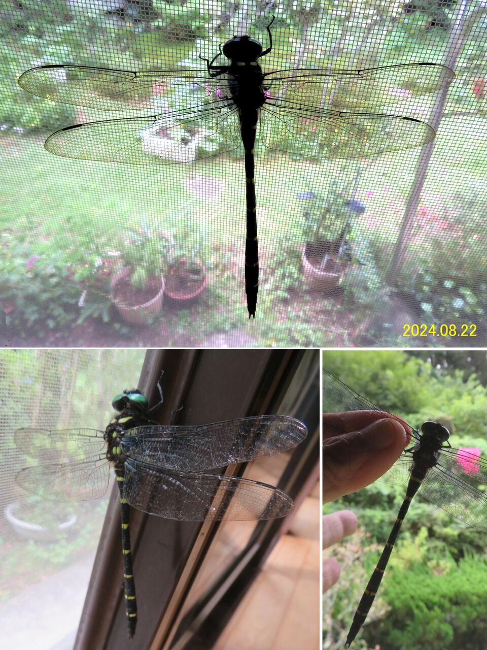 ≪新・旬の風 1118≫ オニヤンマ : 山川草木・動物 歳時記 Ⅱ