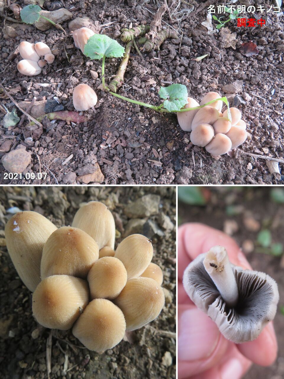 5387) キララタケ : 山川草木・動物 歳時記 Ⅱ 5387) キララタケ : 山川草木・動物 歳時記 Ⅱ