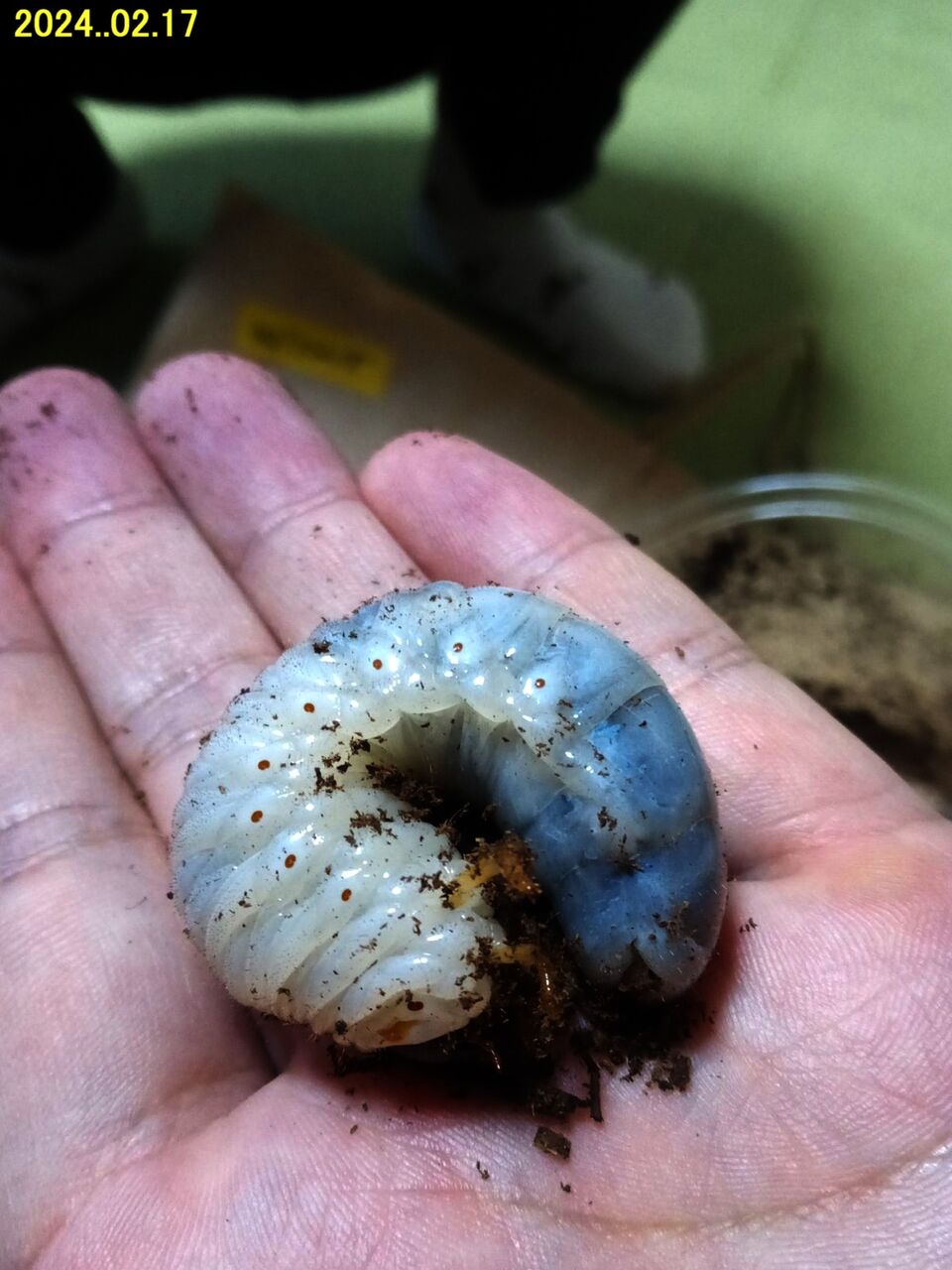 ≪新・旬の風 1026≫ ヘラクレスオオカブトムシ（幼虫） : 山川