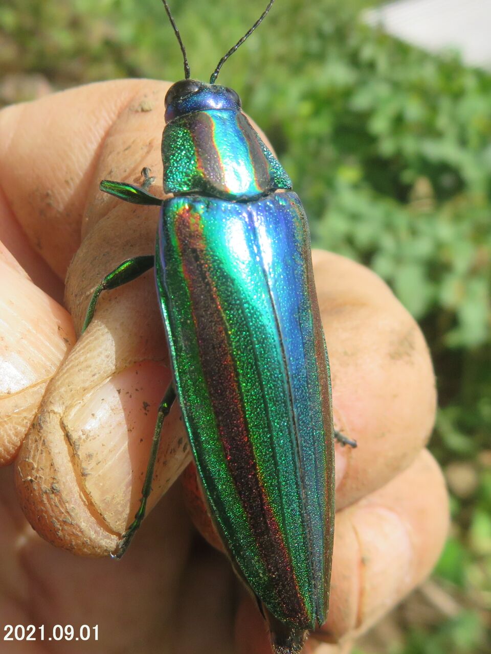 ≪新・旬の風 612≫ タマムシ Ⅱ : 山川草木・動物 歳時記 Ⅱ