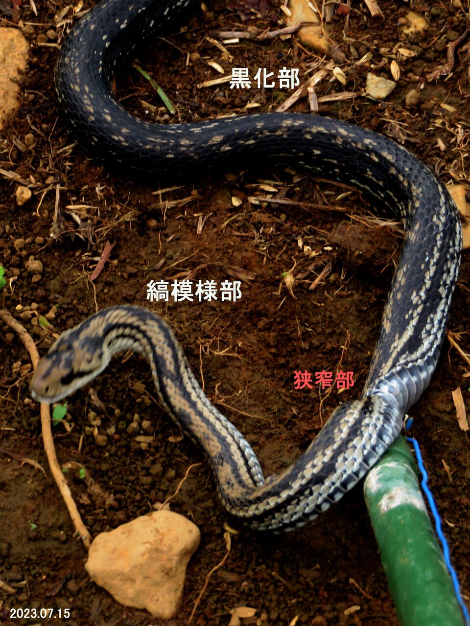 ≪新・旬の風 928≫ 「カラスヘビ」になりかけたシマヘビ : 山川草木