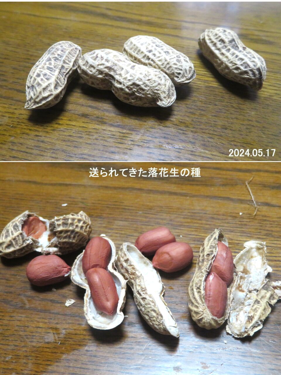 ≪新・旬の風 1064≫ 種の発芽 : 山川草木・動物 歳時記 Ⅱ