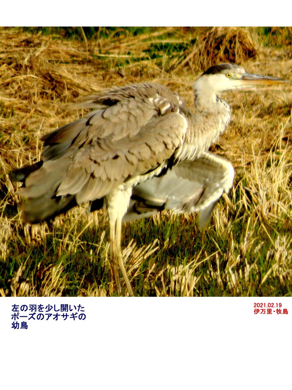 新 旬の風 219 アオサギの幼鳥 山川草木 動物 歳時記 新 旬の風 219 アオサギの幼鳥 山川草木 動物 歳時記