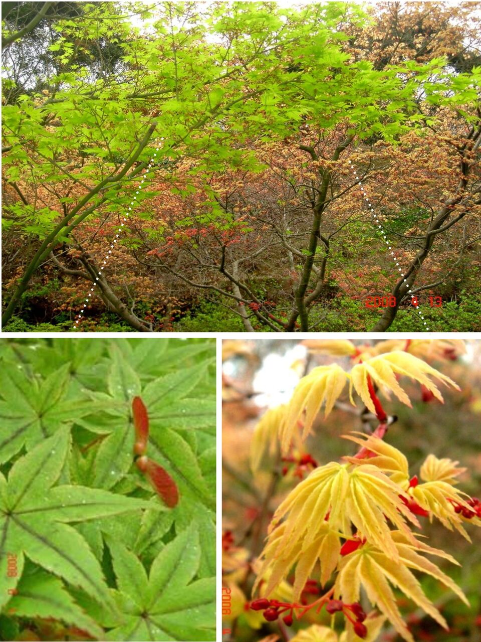5904) ヤマモミジ : 山川草木・動物 歳時記 Ⅱ