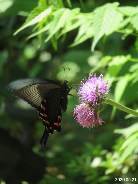 ≪瞬・旬の風 75 ≫ カラスアゲハ ♀ : 山川草木・動物 歳時記 Ⅱ