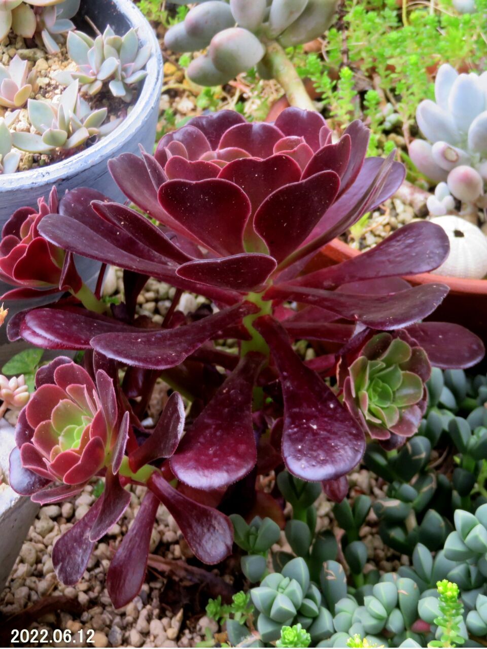 5560) カシミアバイオレット（アエオニウム属） : 山川草木・動物