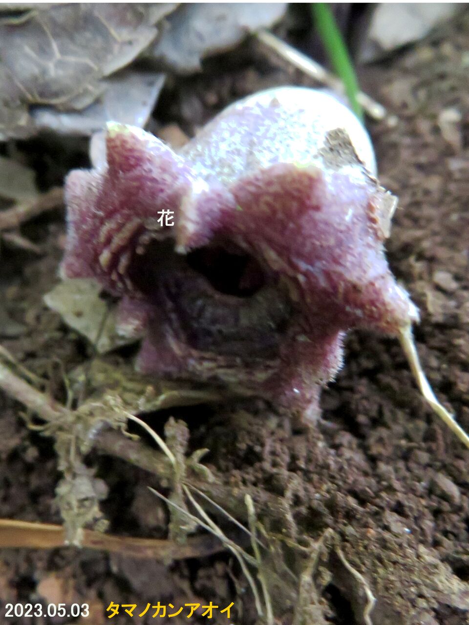 タマノカンアオイ - Wikipedia