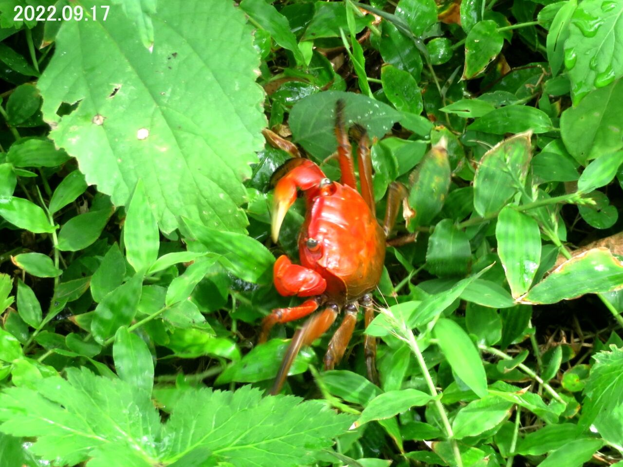 ≪新・旬の風 777≫ ベンケイガニ : 山川草木・動物 歳時記 Ⅱ