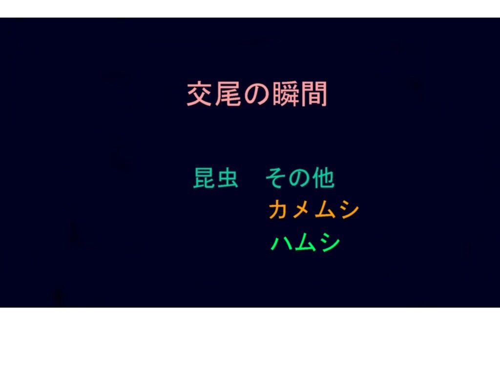 旬の風 974 交尾の瞬間 山川草木 動物 歳時記 旬の風 974 交尾の瞬間 山川草木 動物 歳時記