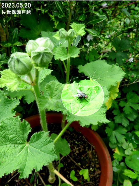 新・動植物歳時記 新・動植物歳時記