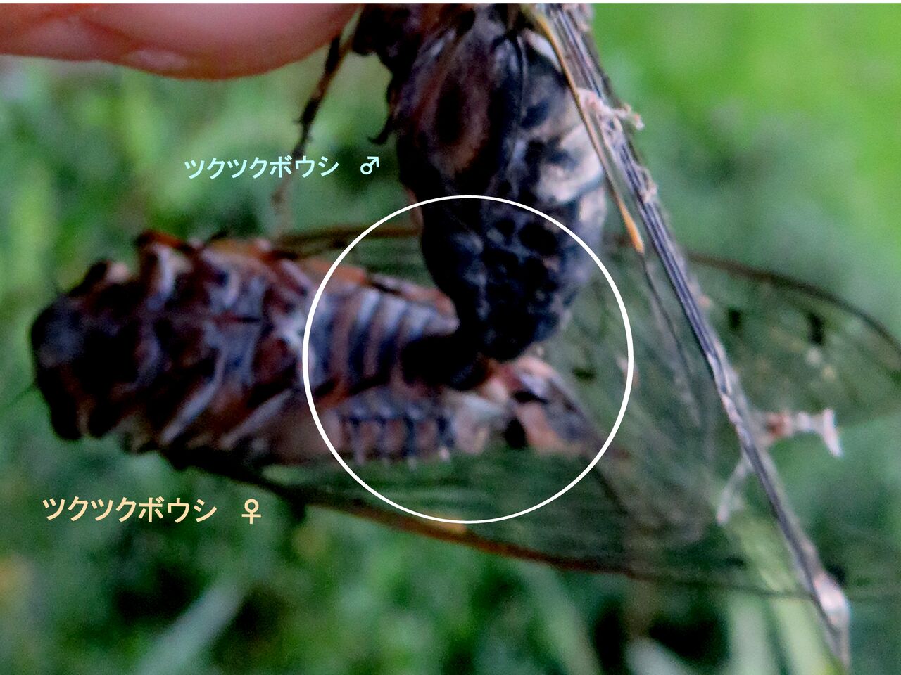 新・動植物歳時記 新・動植物歳時記