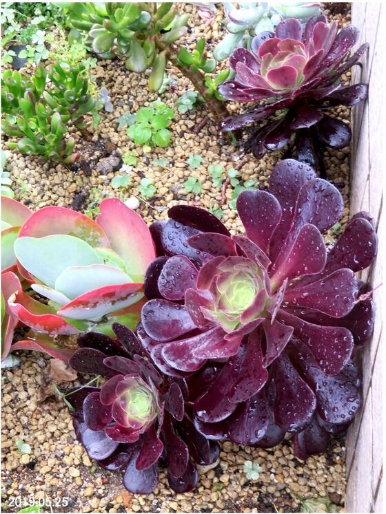 56#多肉植物アエオニウム❤️カシミヤバイオレットセッカ ❤️ 17cm拔き苗 56#多肉植物アエオニウム❤️カシミヤバイオレットセッカ ❤️ 17cm拔