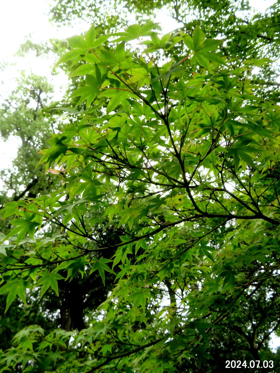 5904) ヤマモミジ : 山川草木・動物 歳時記 Ⅱ