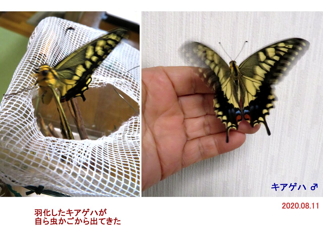 新 瞬の風 102 キアゲハの羽化 山川草木 動物 歳時記