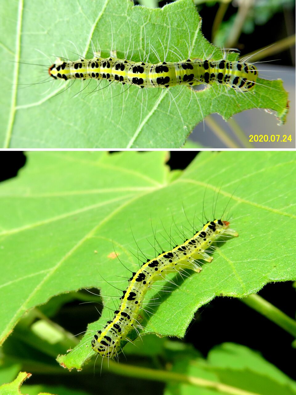 新 瞬の風 133 フタトガリコヤガの幼虫 山川草木 動物 歳時記