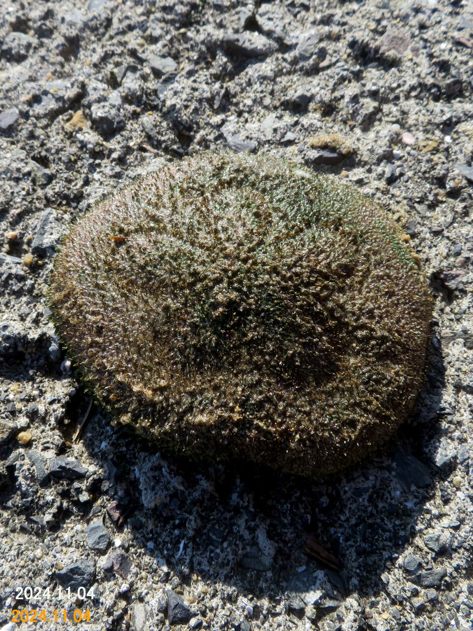 【超極小】希少サイズ　タコノマクラ Cake Urchin ≪新・旬の風 1155≫ タコノマクラ : 山川草木・動物 歳時記 Ⅱ