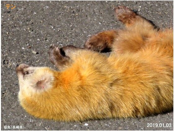 ≪旬の風 851≫ テン （ホンドテン） : 山川草木・動物 歳時記 Ⅱ