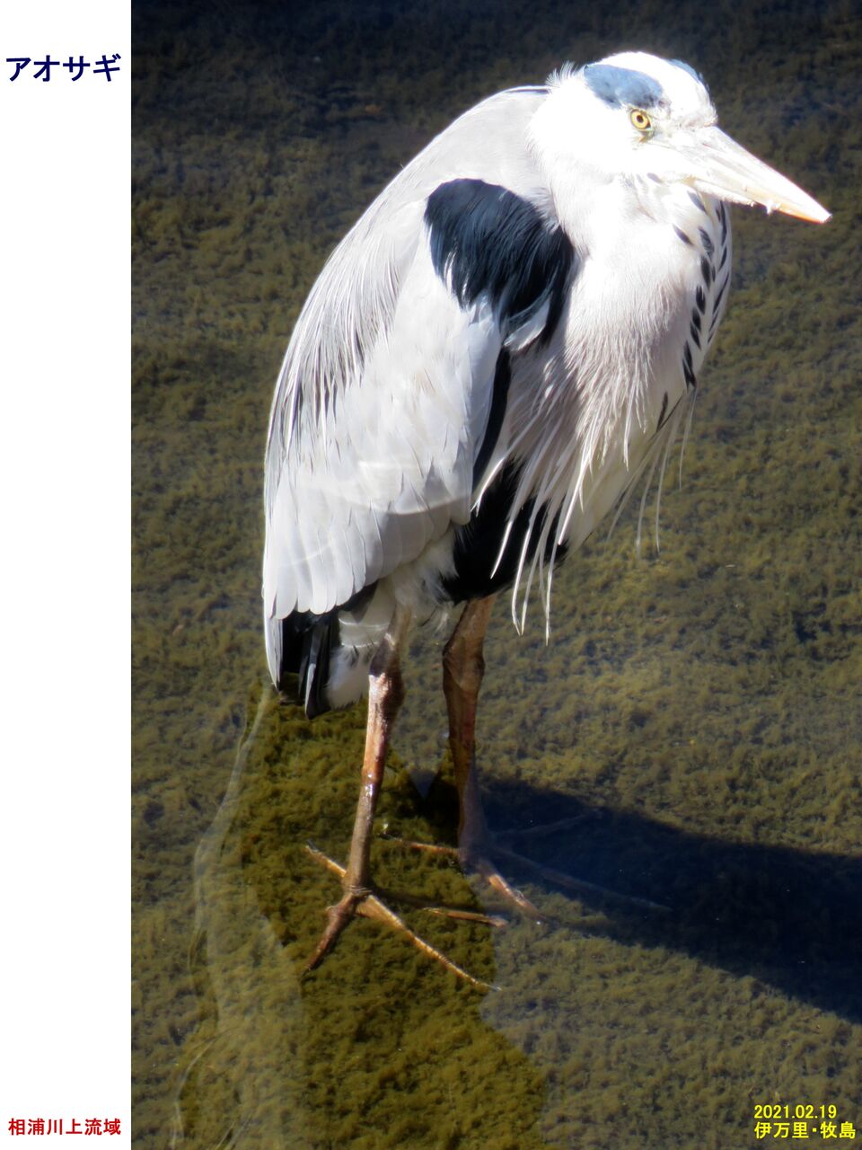 新 旬の風 219 アオサギの幼鳥 山川草木 動物 歳時記 新 旬の風 219 アオサギの幼鳥 山川草木 動物 歳時記