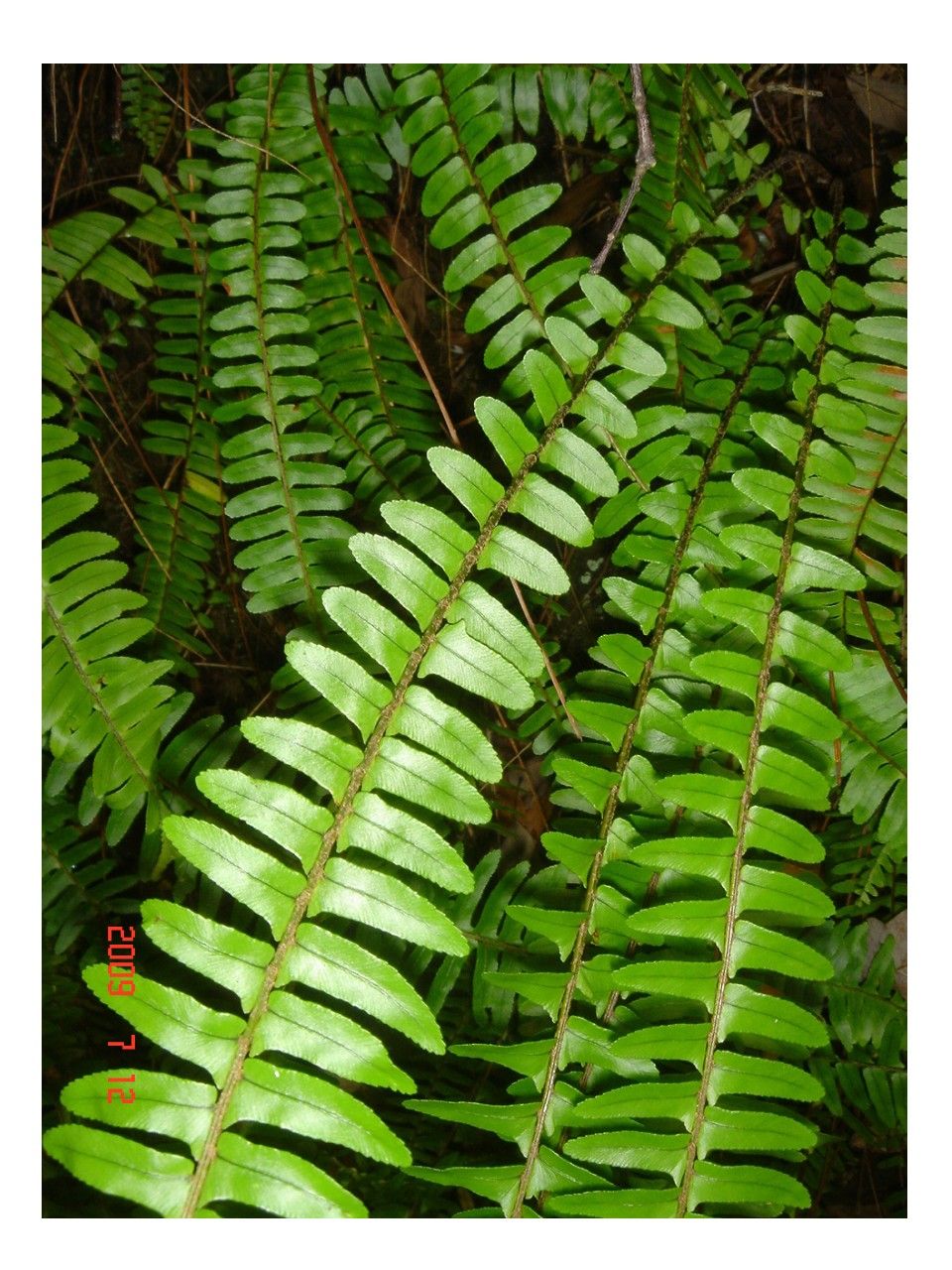 タマシダ 過去の 山野草図鑑歳時記 山川草木歳時記 の アーカイブ