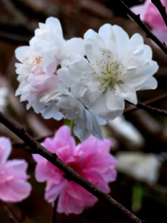 ハナモモ ゲンペイハナモモ 源平花桃 過去の 山野草図鑑歳時記 のアーカイブ