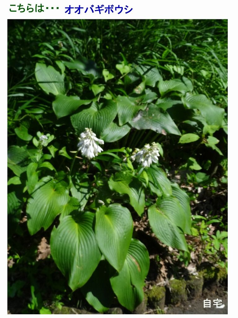 サガエギボウシ ホスタ パトリオット 過去の 山野草図鑑歳時記 のアーカイブ サガエギボウシ ホスタ パトリオット 過去の 山野草図鑑歳時記 のアーカイブ