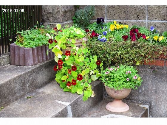 ナスタチウム 別名 キンレンカ ナスタチューム 過去の 山野草図鑑歳時記 のアーカイブ