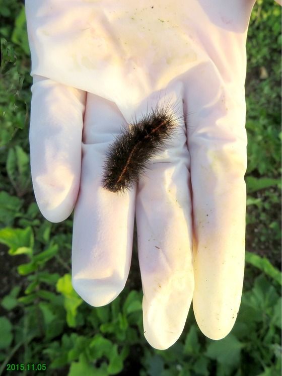 旬の風 581 キハラゴマダラヒトリ ガ類 の幼虫 過去の 山野草図鑑歳時記 のアーカイブ