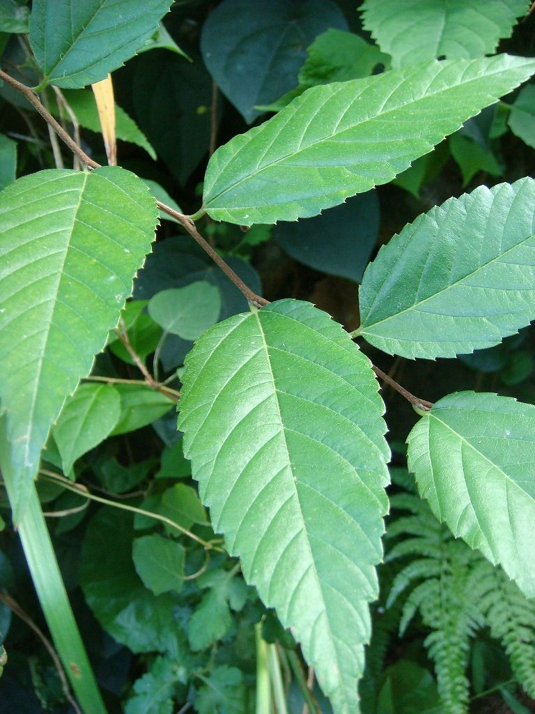 ケヤキ ムクノキ からの変更 過去の 山野草図鑑歳時記 のアーカイブ
