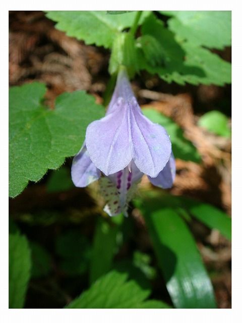 ラショウモンカズラ 過去の 山野草図鑑歳時記 のアーカイブ