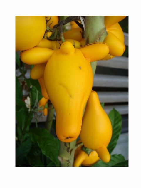 11年12月 過去の 山野草図鑑歳時記 のアーカイブ