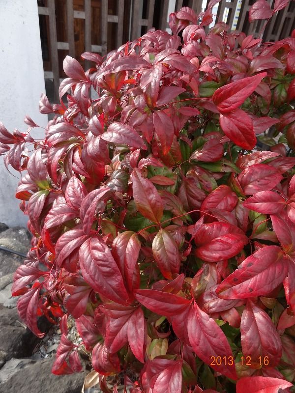 オタフクナンテン 過去の 山野草図鑑歳時記 のアーカイブ