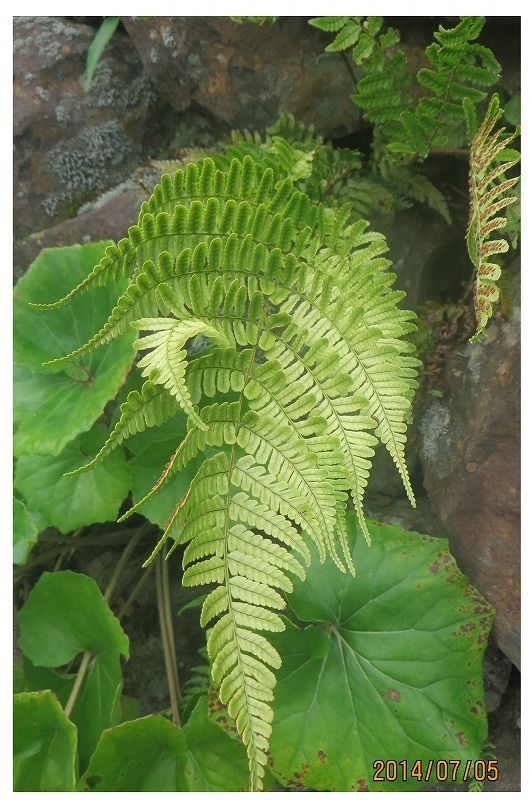 ベニシダ の一種 過去の 山野草図鑑歳時記 のアーカイブ ベニシダ の一種 過去の 山野草図鑑歳時記 のアーカイブ