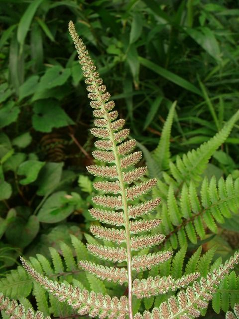 イヌワラビ 過去の 山野草図鑑歳時記 のアーカイブ