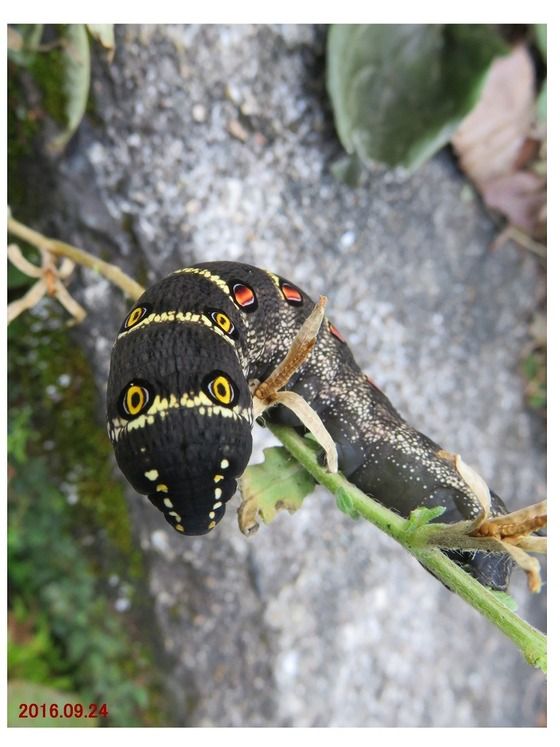 墨蛾の生息地 ２枚 045)《墨蛾の生息地/Inkmoth Nexus》[SLD] 土地R | 日本最大級