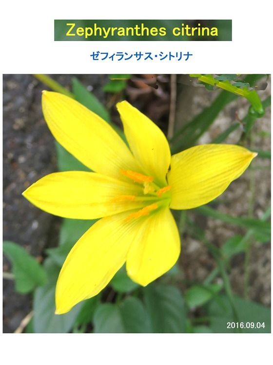 ゼフィランサス シトリナ 別名 キバナサフランモドキ 過去の 山野草図鑑歳時記 のアーカイブ